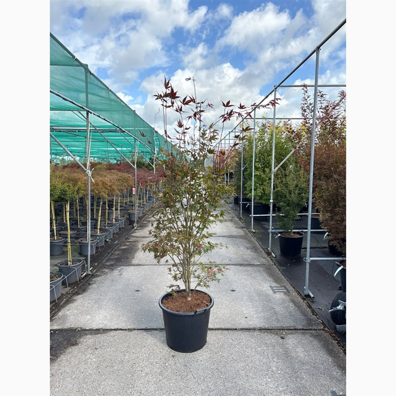 Japansk lönn – Acer pal. 'Atropurpureum' - C65 175-200 CM